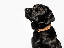 Load image into Gallery viewer, Beige Dog Collar